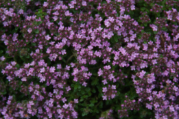 Thymus praecox Kruiptijm bestellen